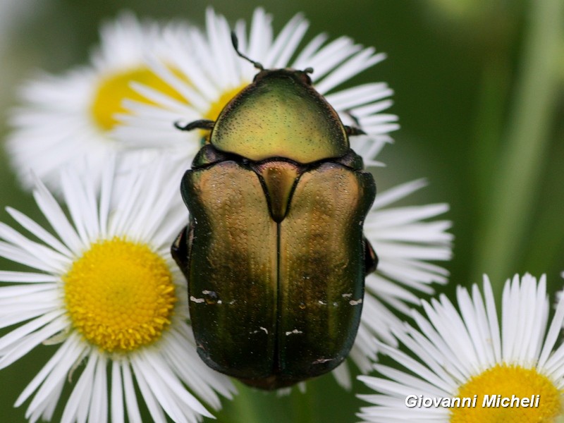 Cetoniidae: Cetonia aurata pisana